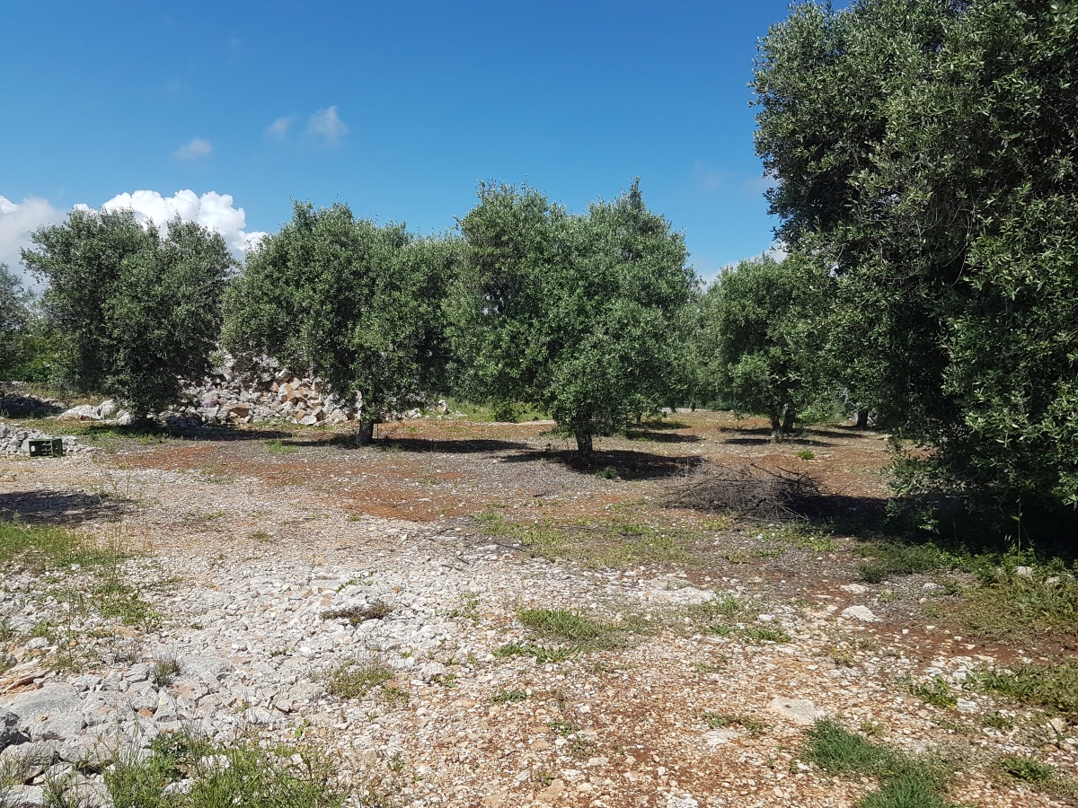 terreno villa ostuni puglia 